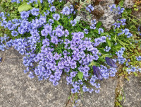 /album/fotogalerie-nabidka/polygala-calcarea-jpg1/